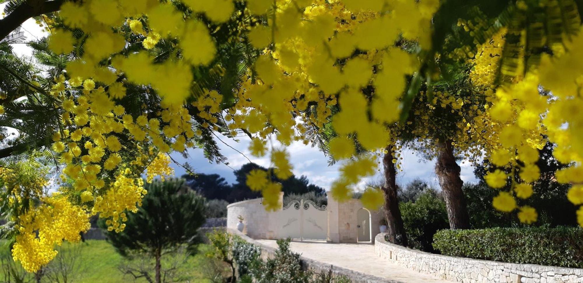 Villa Karmel Valle D'Itria Cisternino Exterior photo
